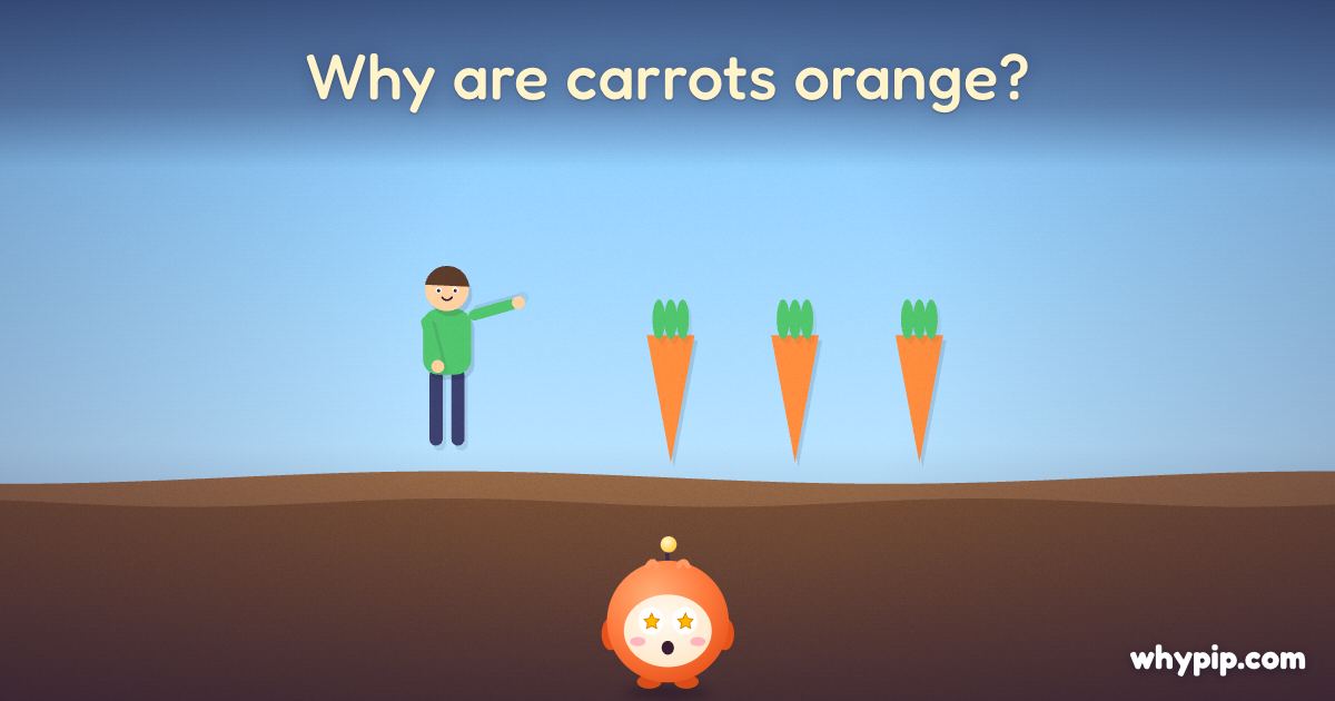 Pip’s picture for “Why are carrots orange?”