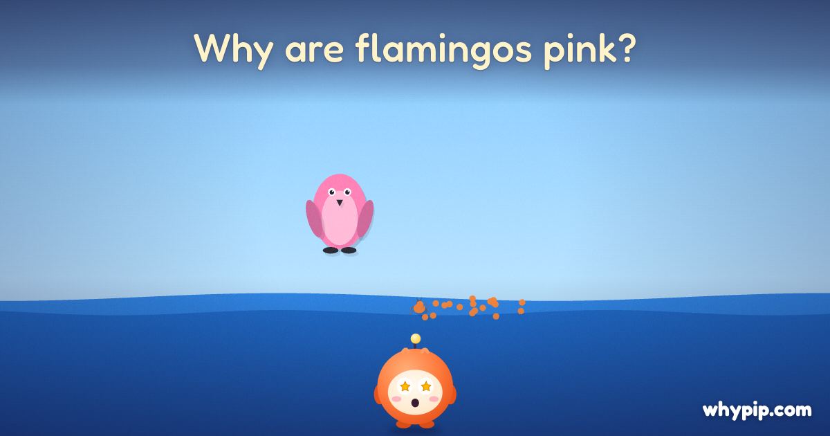 Pip’s picture for “Why are flamingos pink?”