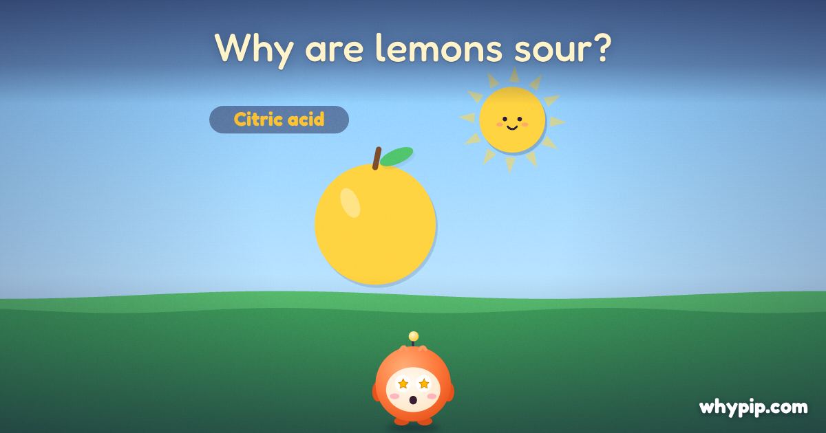 Pip’s picture for “Why are lemons sour?”