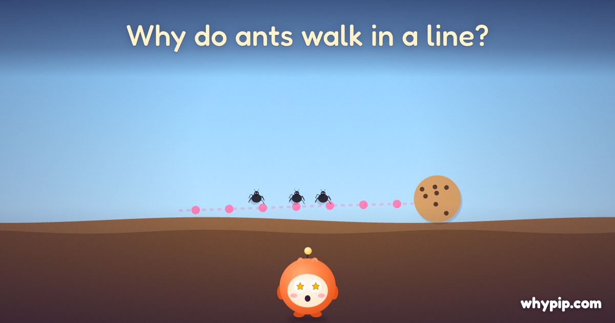 Pip’s picture for “Why do ants walk in a line?”