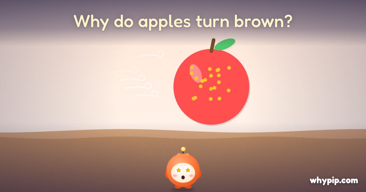 Pip’s picture for “Why do apples turn brown?”