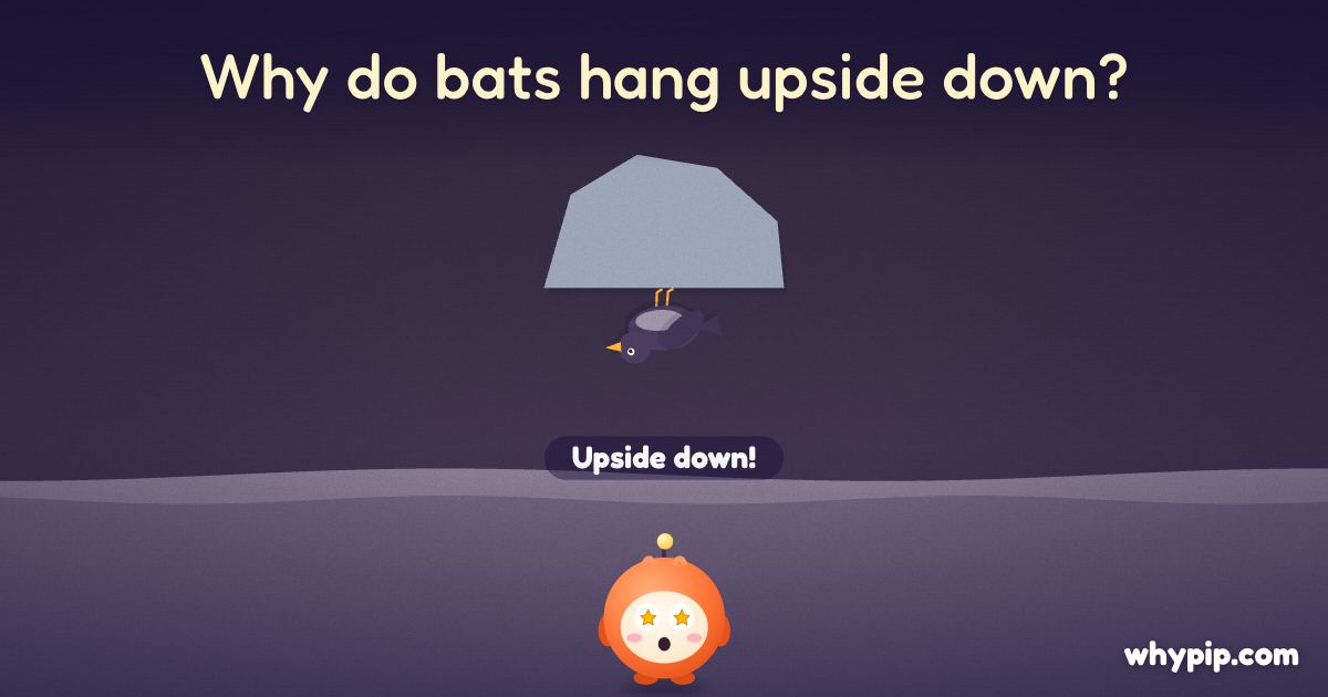 Pip’s picture for “Why do bats hang upside down?”