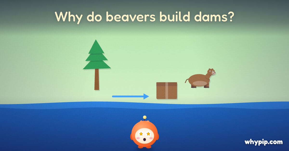 Pip’s picture for “Why do beavers build dams?”