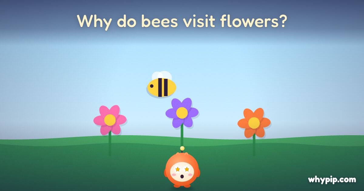 Pip’s picture for “Why do bees visit flowers?”