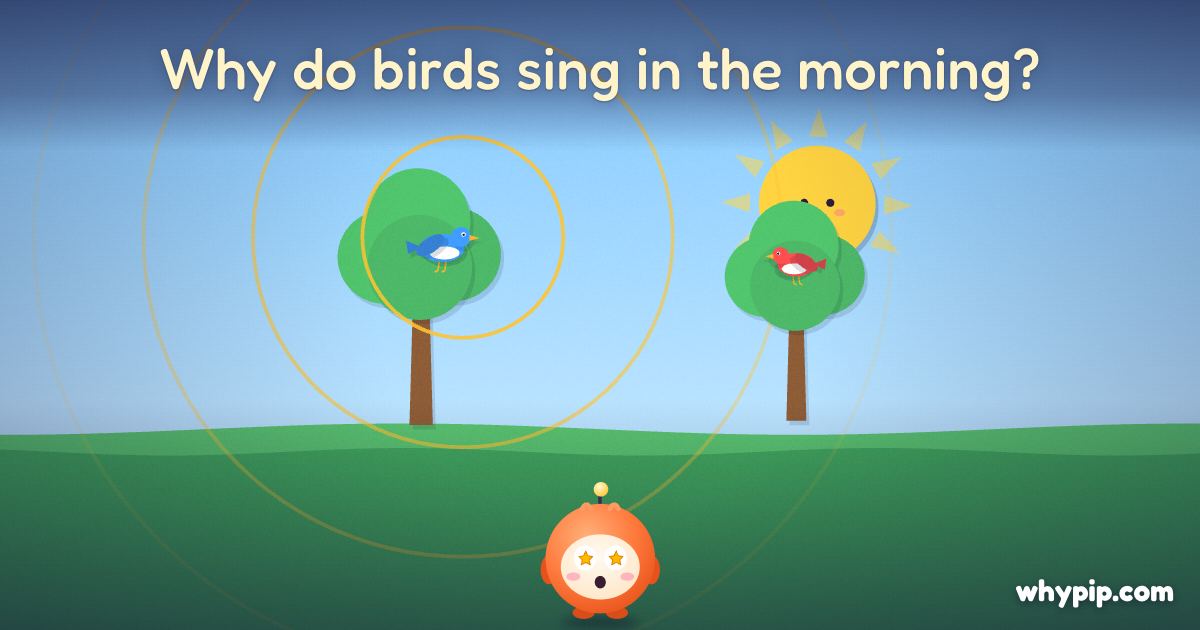 Pip’s picture for “Why do birds sing in the morning?”