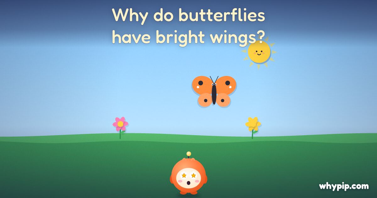 Pip’s picture for “Why do butterflies have bright wings?”