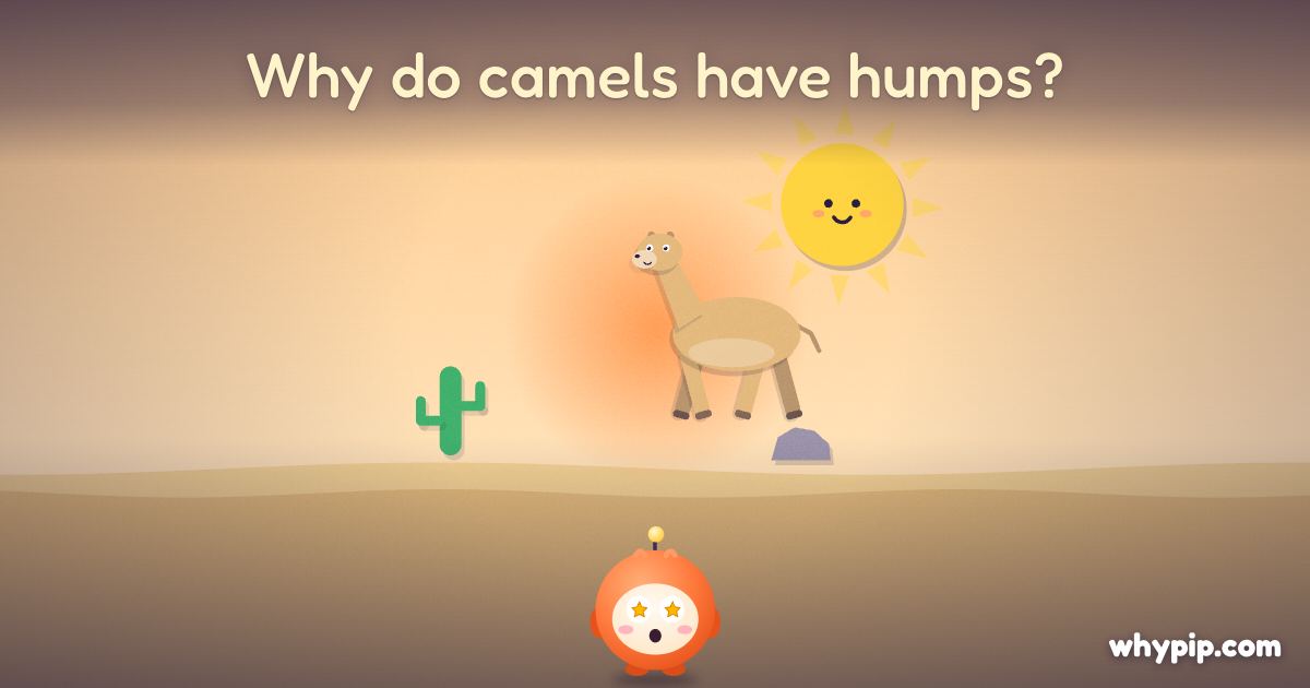 Pip’s picture for “Why do camels have humps?”