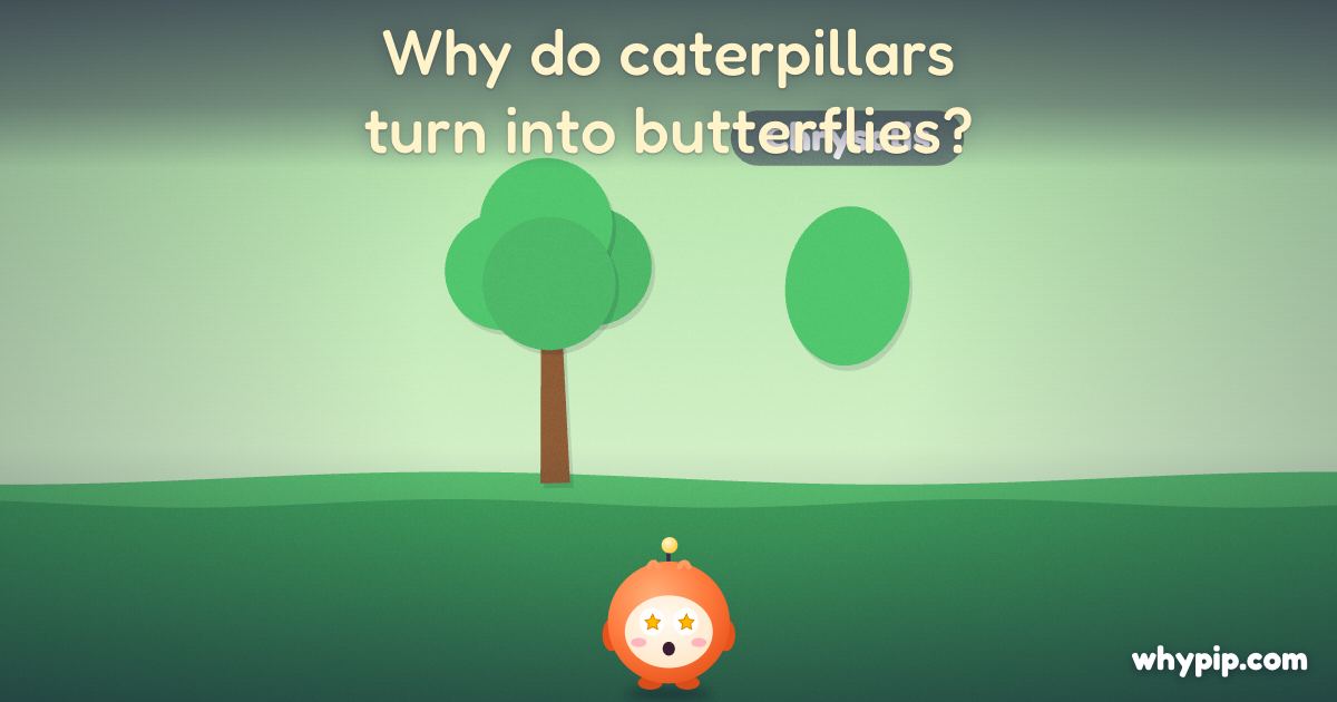 Pip’s picture for “Why do caterpillars turn into butterflies?”