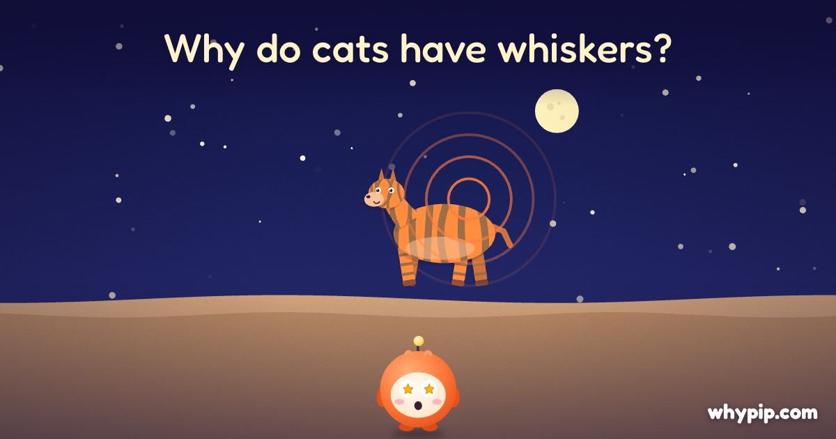Pip’s picture for “Why do cats have whiskers?”