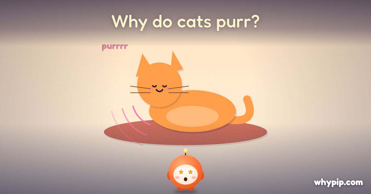Pip’s picture for “Why do cats purr?”