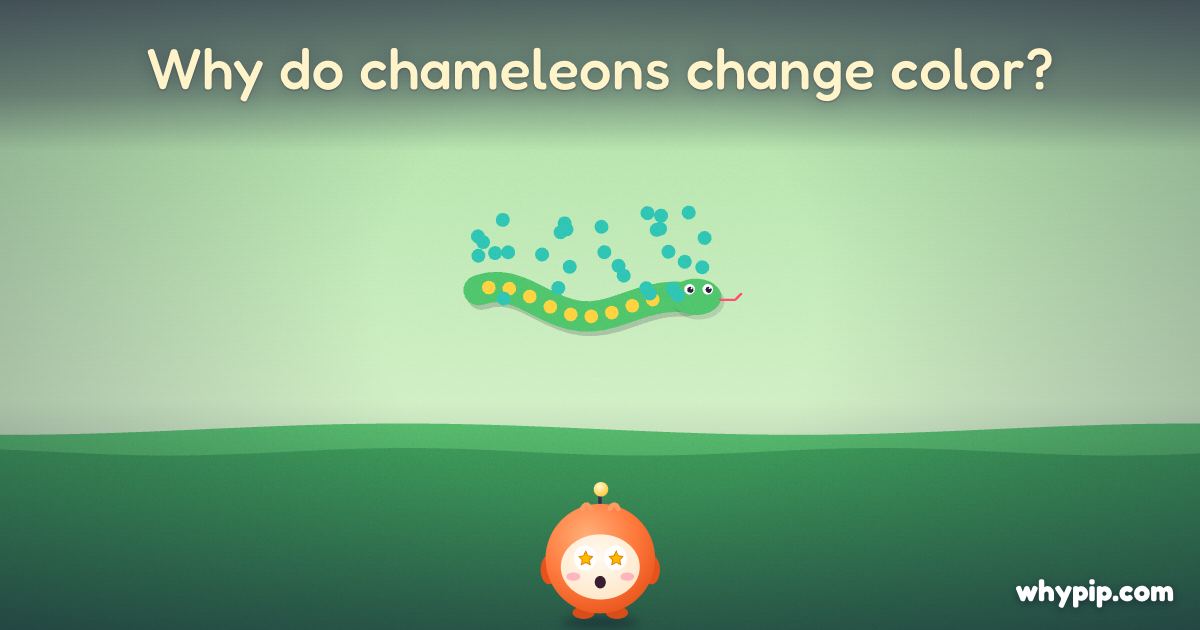 Pip’s picture for “Why do chameleons change color?”