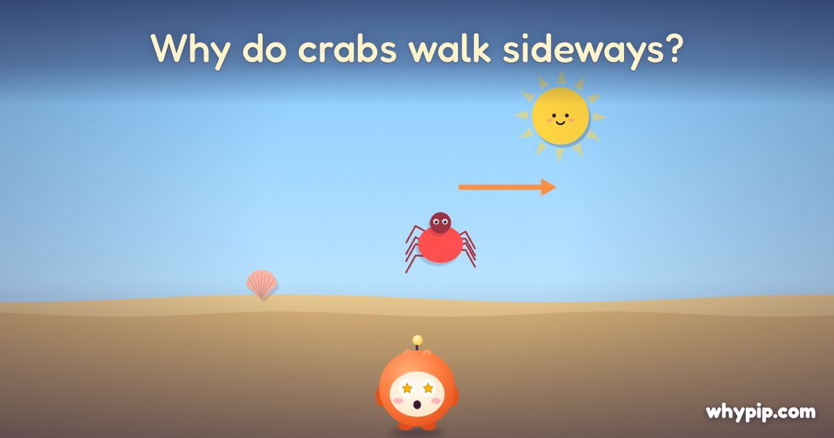Pip’s picture for “Why do crabs walk sideways?”