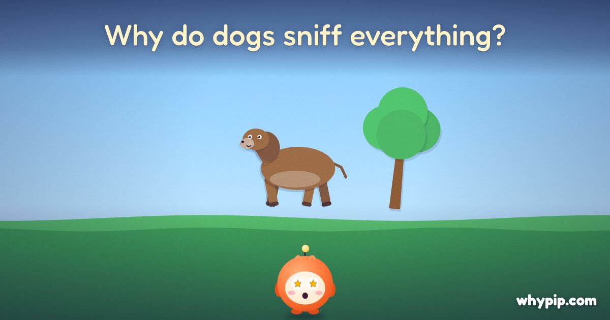 Pip’s picture for “Why do dogs sniff everything?”