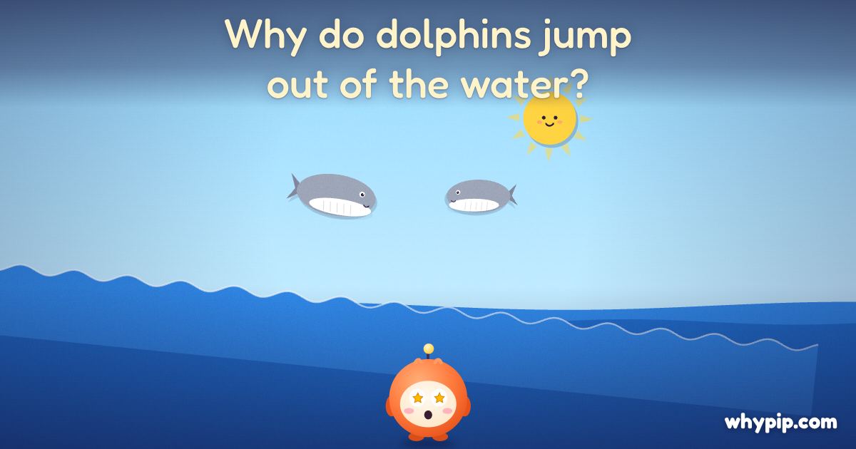 Pip’s picture for “Why do dolphins jump out of the water?”