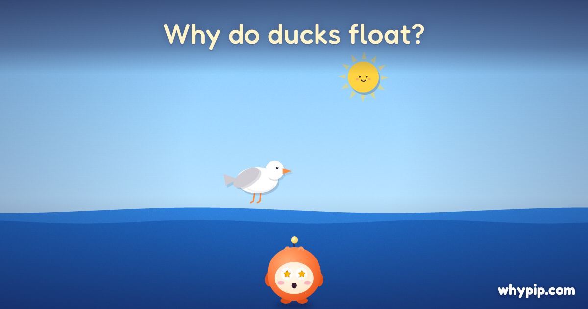 Pip’s picture for “Why do ducks float?”