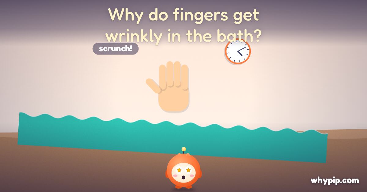 Pip’s picture for “Why do fingers get wrinkly in the bath?”