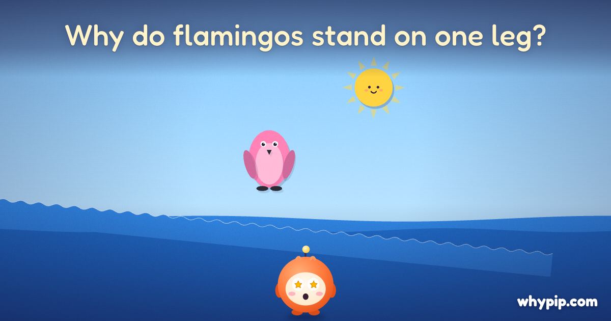 Pip’s picture for “Why do flamingos stand on one leg?”