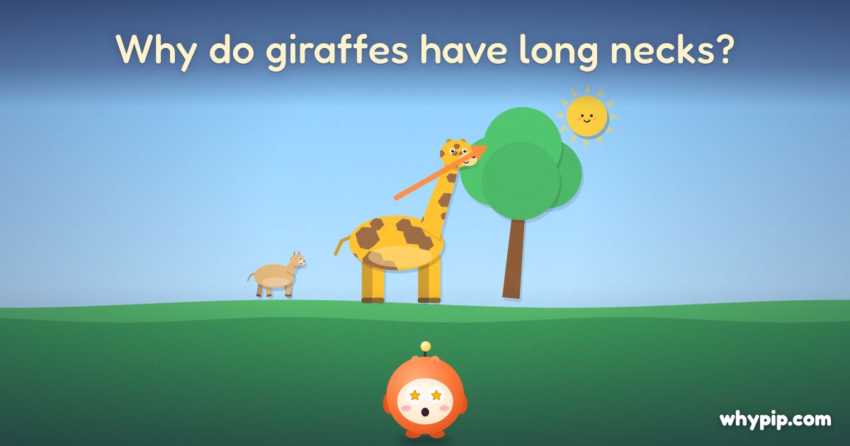 Pip’s picture for “Why do giraffes have long necks?”
