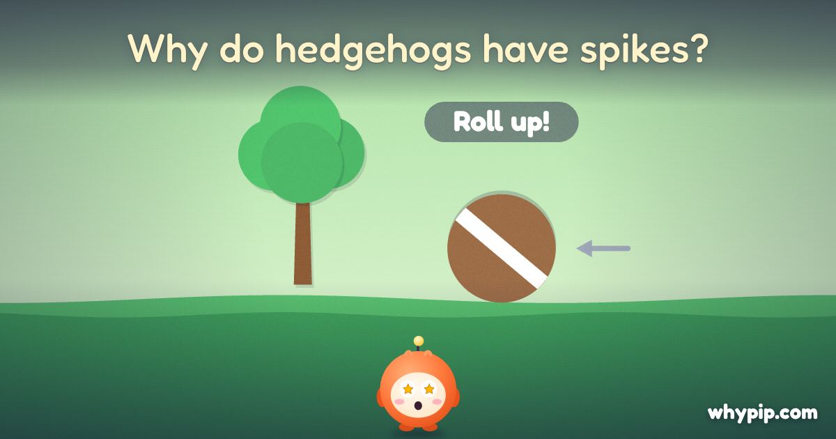 Pip’s picture for “Why do hedgehogs have spikes?”