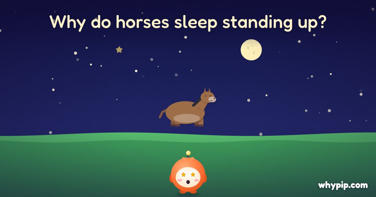 Pip’s picture for “Why do horses sleep standing up?”