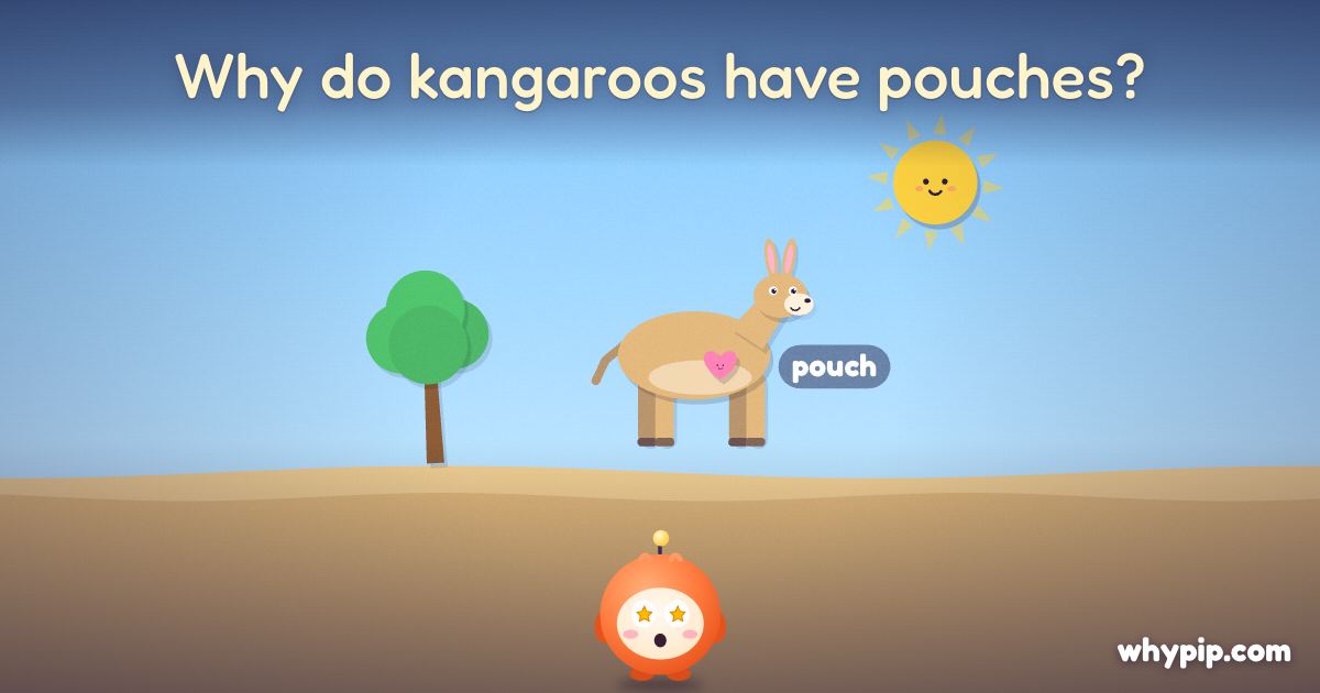Pip’s picture for “Why do kangaroos have pouches?”