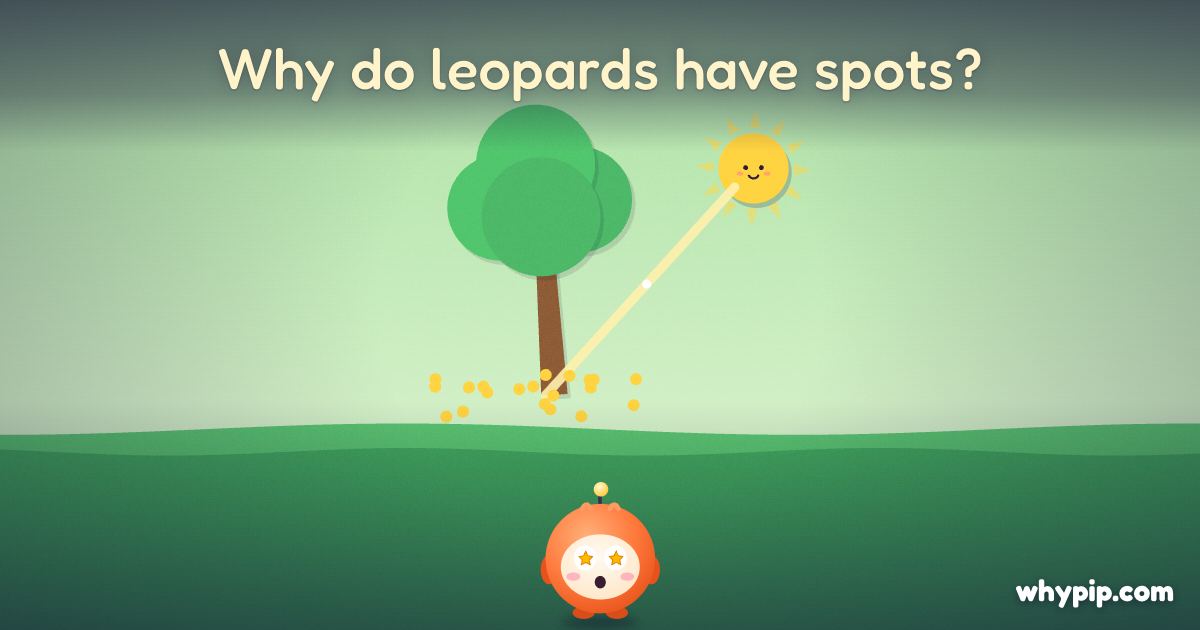 Pip’s picture for “Why do leopards have spots?”