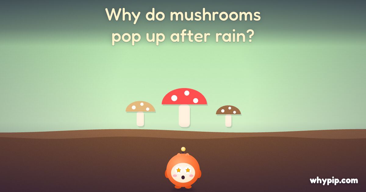 Pip’s picture for “Why do mushrooms pop up after rain?”