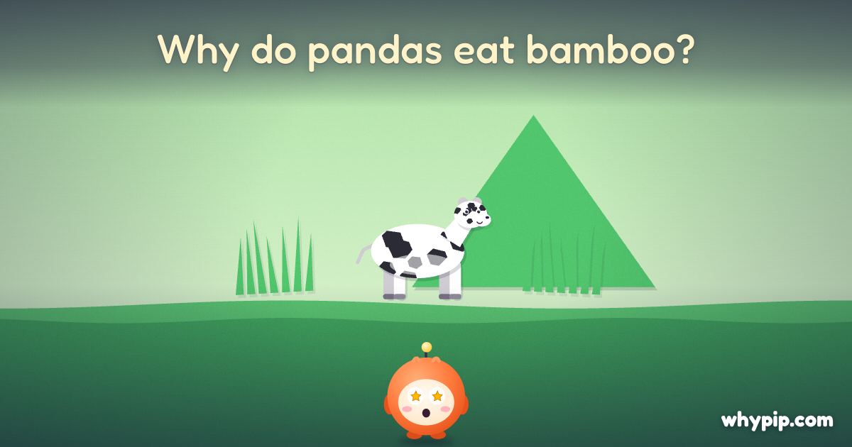 Pip’s picture for “Why do pandas eat bamboo?”