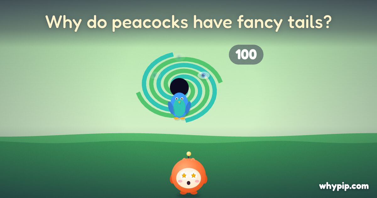 Pip’s picture for “Why do peacocks have fancy tails?”