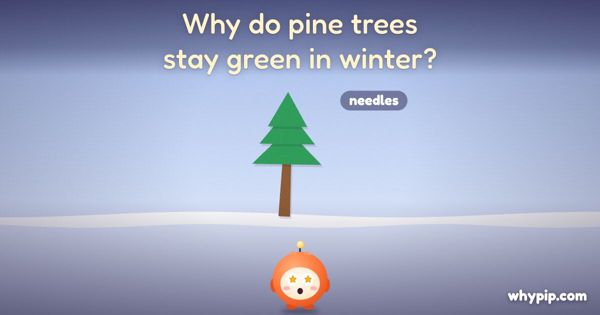 Pip’s picture for “Why do pine trees stay green in winter?”