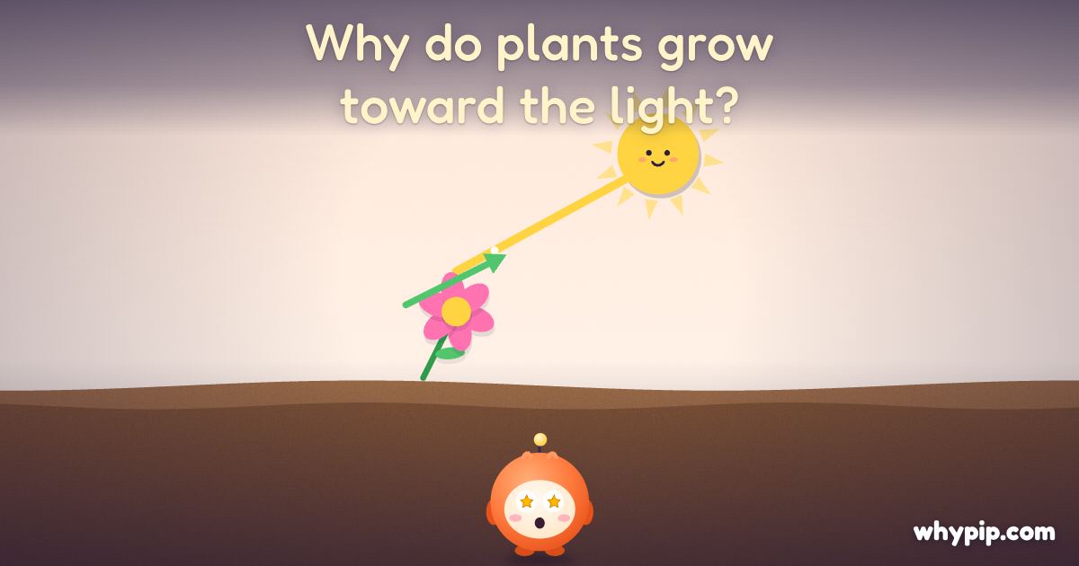 Pip’s picture for “Why do plants grow toward the light?”