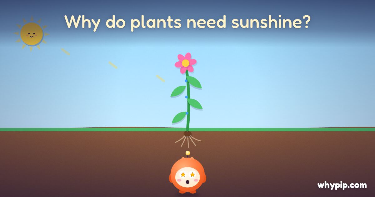 Pip’s picture for “Why do plants need sunshine?”