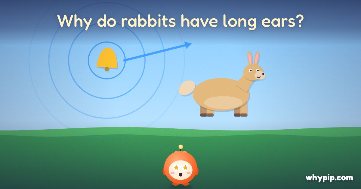Pip’s picture for “Why do rabbits have long ears?”
