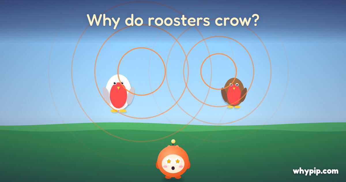 Pip’s picture for “Why do roosters crow?”