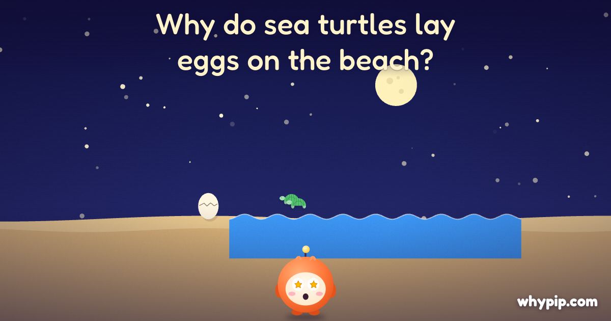 Pip’s picture for “Why do sea turtles lay eggs on the beach?”