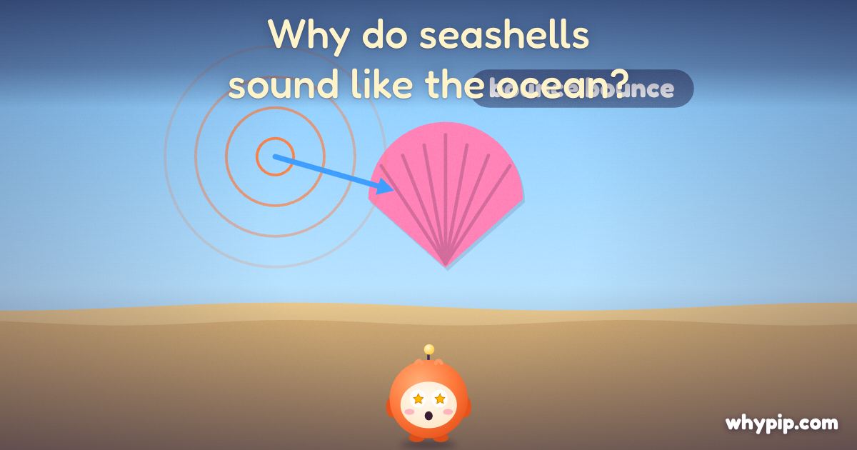 Pip’s picture for “Why do seashells sound like the ocean?”