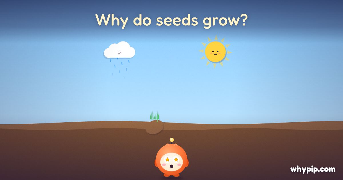 Pip’s picture for “Why do seeds grow?”