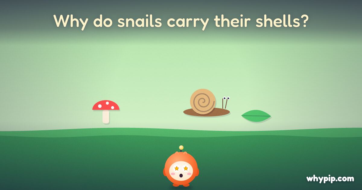 Pip’s picture for “Why do snails carry their shells?”