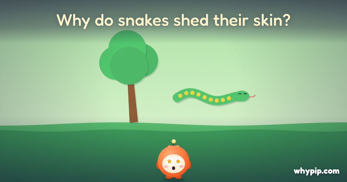 Pip’s picture for “Why do snakes shed their skin?”