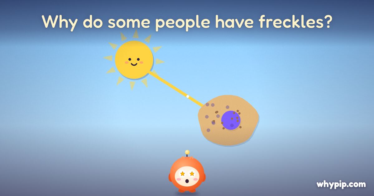 Pip’s picture for “Why do some people have freckles?”