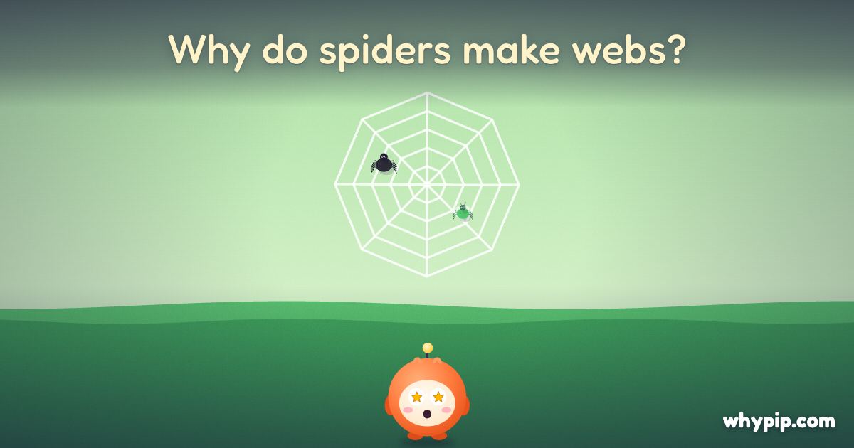 Pip’s picture for “Why do spiders make webs?”
