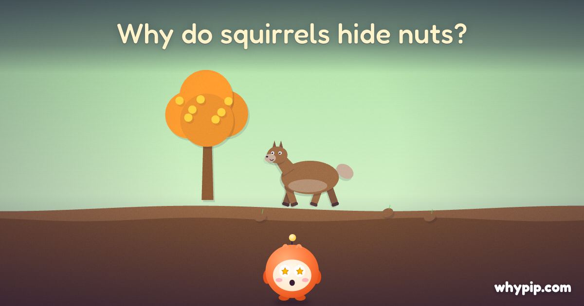 Pip’s picture for “Why do squirrels hide nuts?”