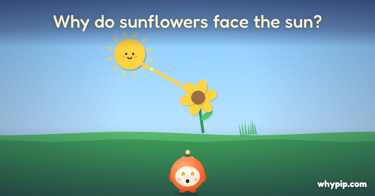 Pip’s picture for “Why do sunflowers face the sun?”