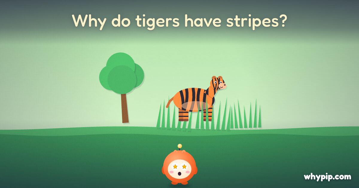 Pip’s picture for “Why do tigers have stripes?”
