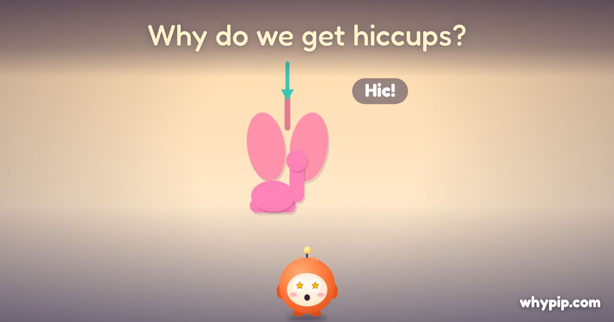 Pip’s picture for “Why do we get hiccups?”