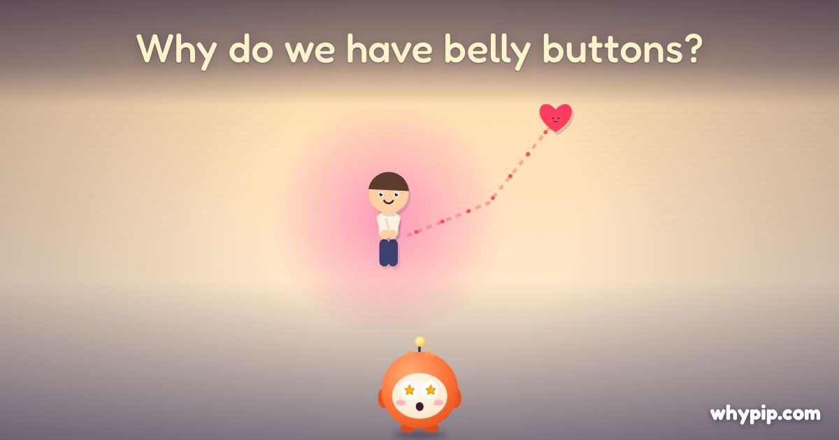 Pip’s picture for “Why do we have belly buttons?”
