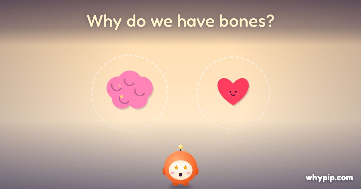 Pip’s picture for “Why do we have bones?”