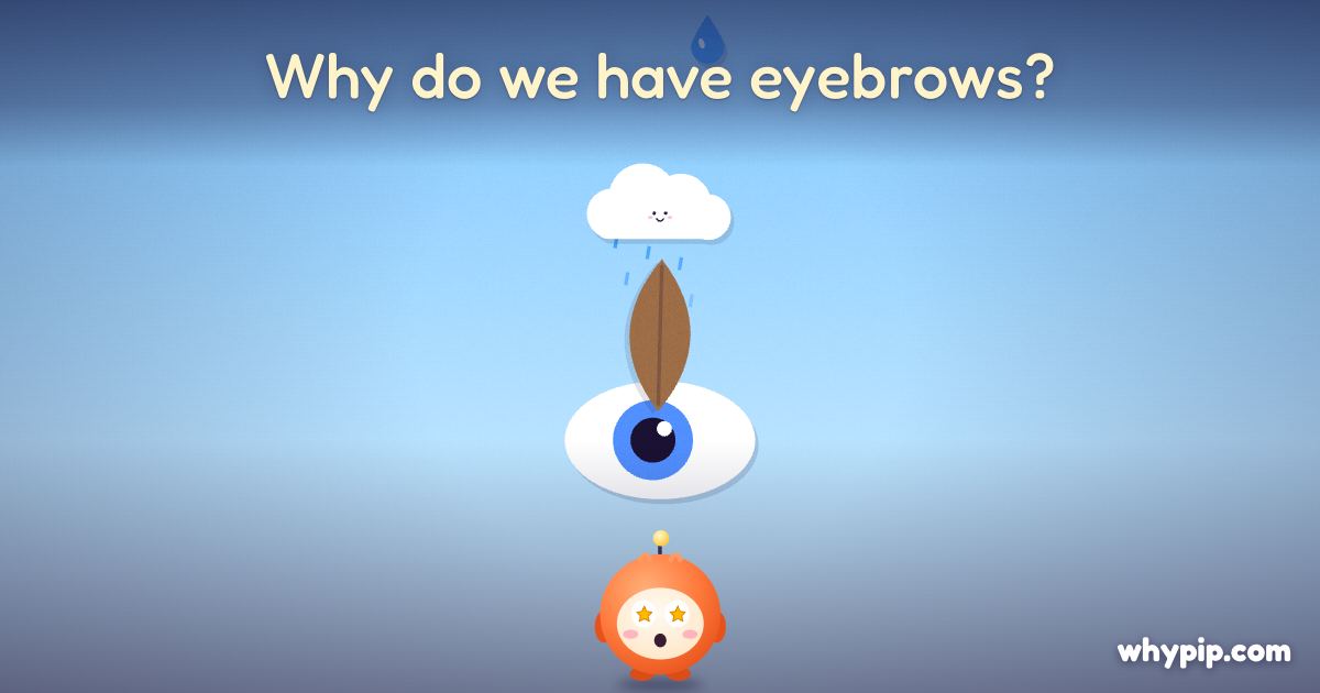 Pip’s picture for “Why do we have eyebrows?”