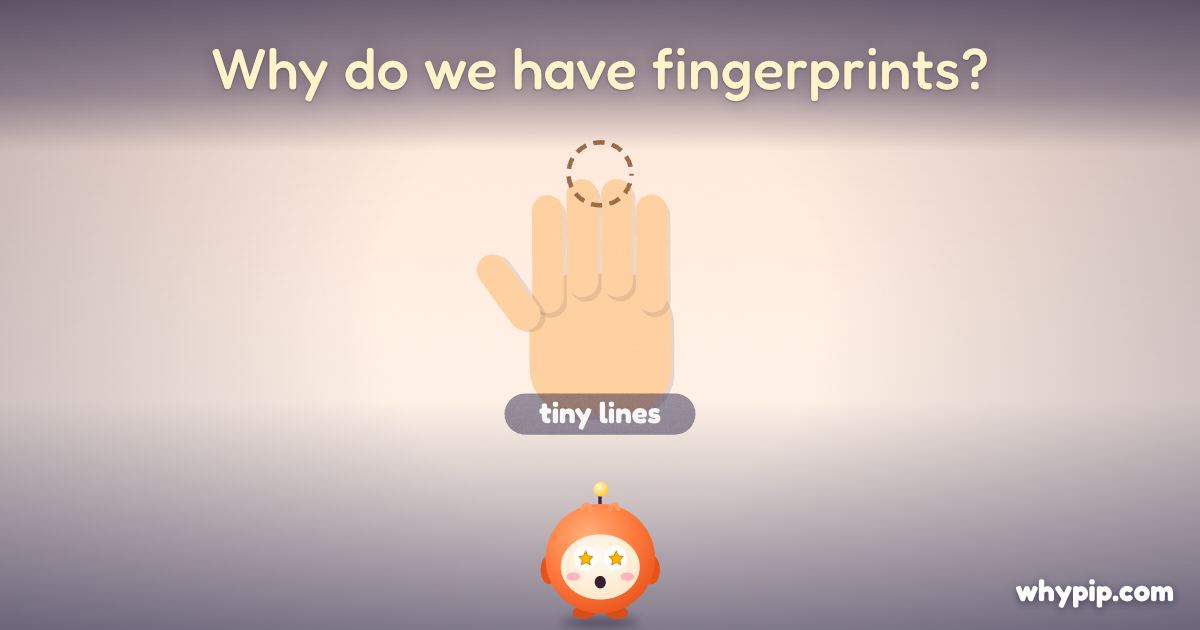Pip’s picture for “Why do we have fingerprints?”