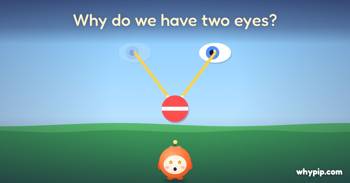 Pip’s picture for “Why do we have two eyes?”